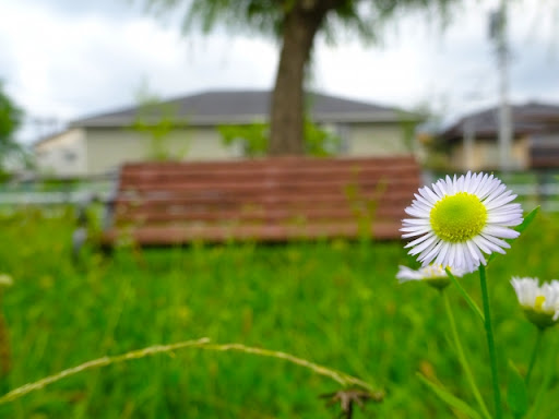 公園の花の写真